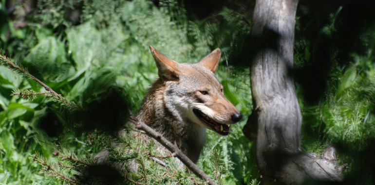 Animal Habitats - PawrPose